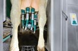 Mungitura_GEA DairyRobot R9500